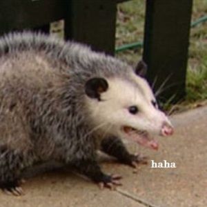 Meet your Posher, Grace